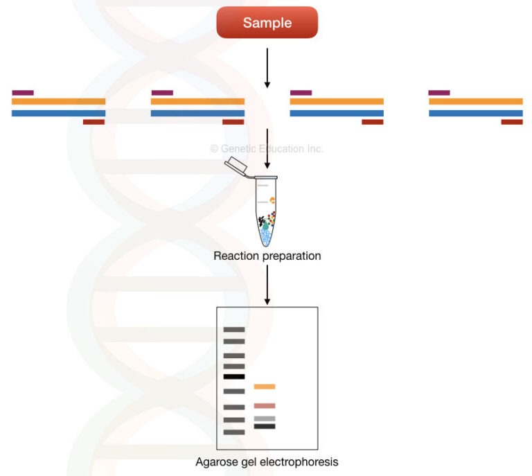 Multiplex Pcr Principle Process Protocol Advantages Limitations And Applications