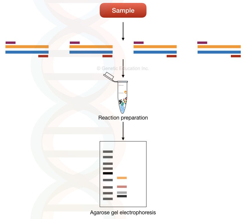 Illustration of a multiplex PCR reaction