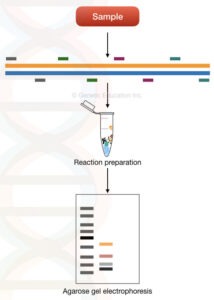 Multiplex PCR- Principle, Process, Protocol, Advantages, Limitations ...