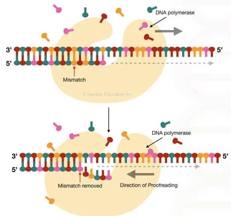 Choosing the right DNA polymerase for your PCR experiment