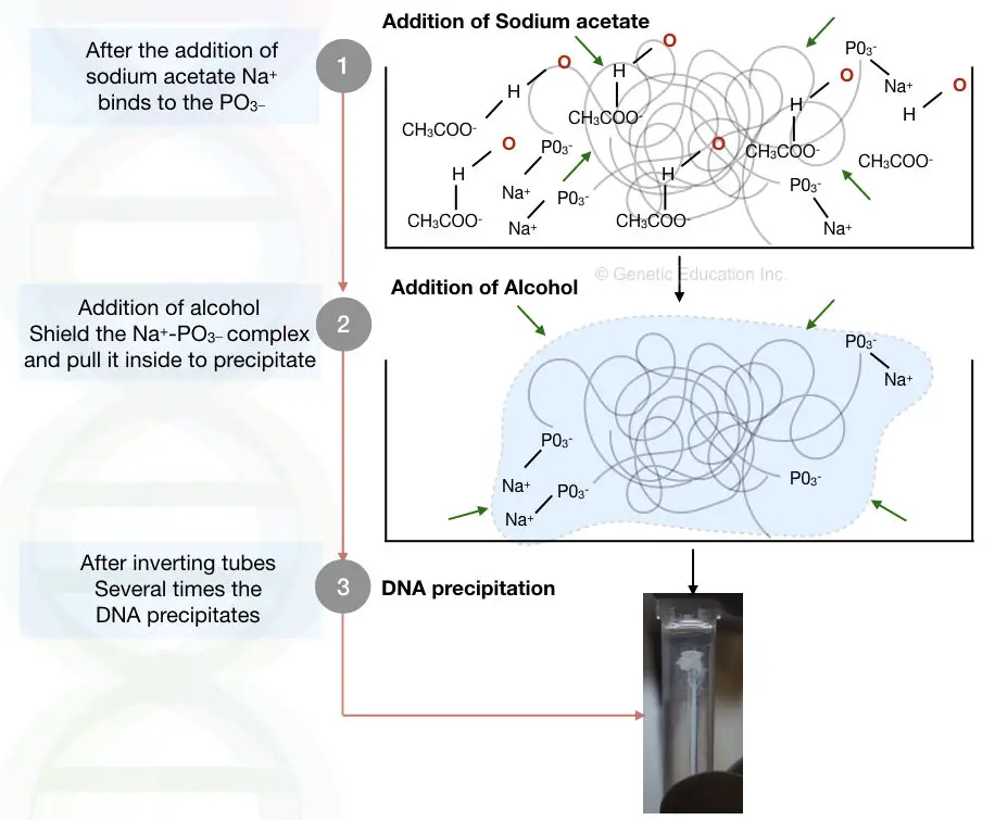 A hypothetical representation of the DNA precipitation process occurs in a tube.