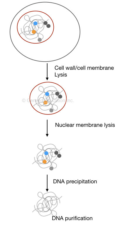 The process of DNA extraction