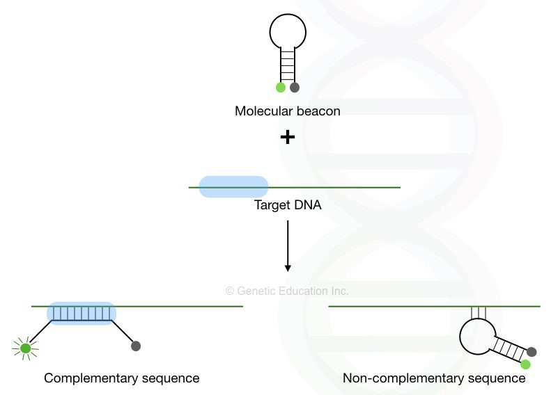 DNA Probes: Labeling, Types, Applications and Limitations