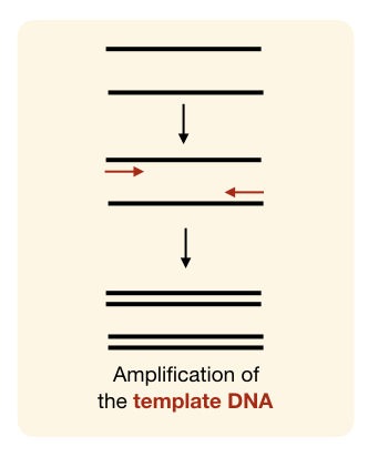 amplification of DNA using the forward DNA reverse primers 