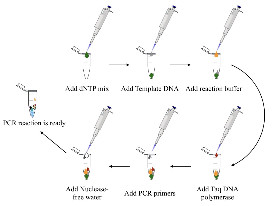 A step-by-step guide of PCR reaction preparation.