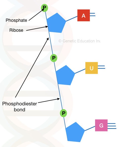 RNA: structure and function