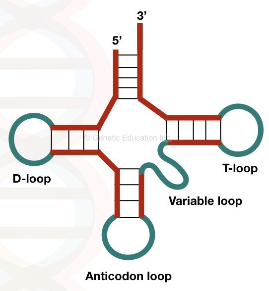 RNA: structure and function