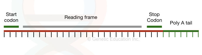 RNA: structure and function