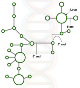 RNA: Structure, Types and Function