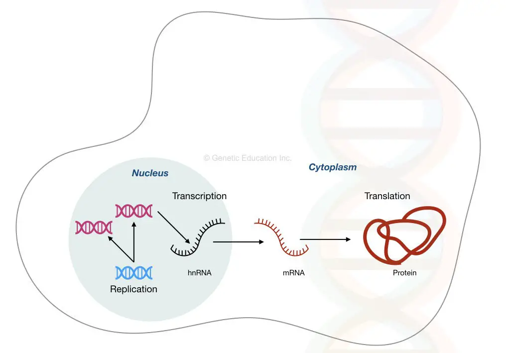 RNA: structure and function