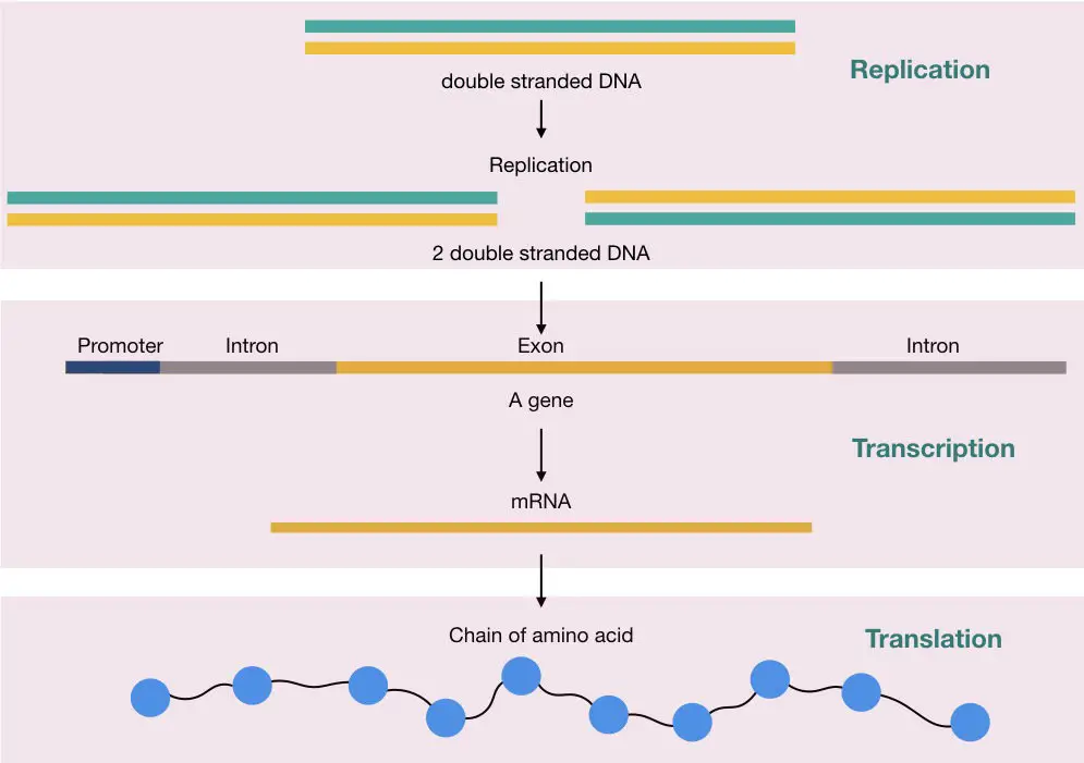 Graphical representation of the process of replication, transcription and translation.