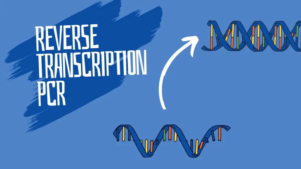 Reverse transcription PCR.