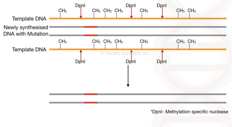 Site-Directed Mutagenesis: Methods And Applications