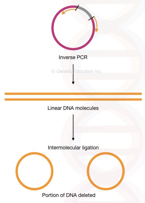 Site-Directed Mutagenesis: Methods and Applications