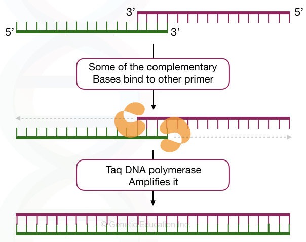 "Primer Dimer": Zones DNA amplification by pairing with foe