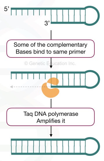 "Primer Dimer": Zones DNA amplification by pairing with foe