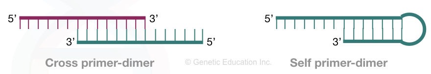 "Primer Dimer": Zones DNA amplification by pairing with foe