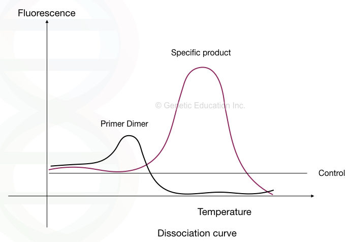 "Primer Dimer": Zones DNA amplification by pairing with foe