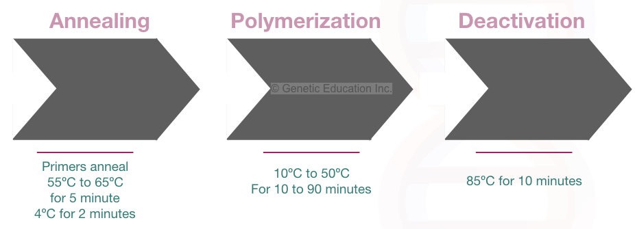 Graphical representation of reverse transcription PCR cycling conditions.