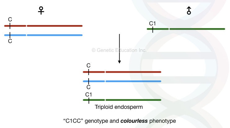 Transposons: A Jumping Entity and a Foe with Benefits
