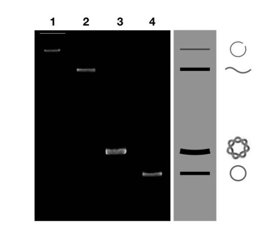 Part 2: Analysing And Interpreting (Agarose) Gel Electrophoresis Results