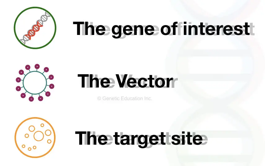 The main three component of gene therapy