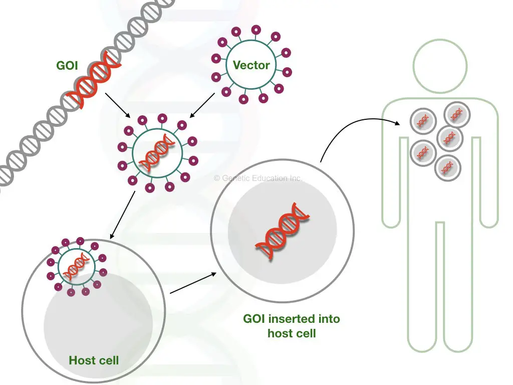 The mechanism of gene therapy