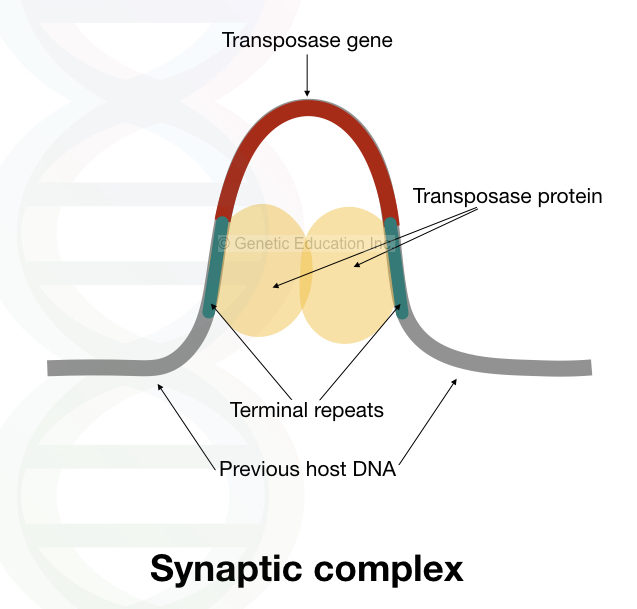 The structure of synaptic complex.