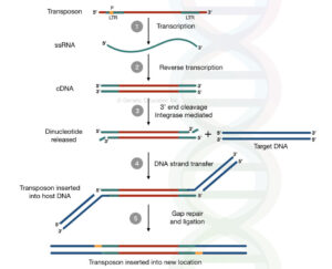 Replicative Transposition of DNA transposons and Retrotransposons