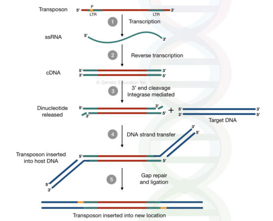 Replicative Transposition of DNA transposons and Retrotransposons