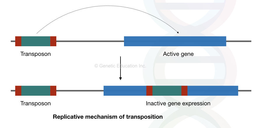Role of transposons in evolution