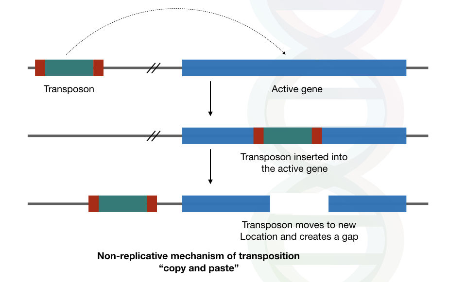 Role of transposons in evolution