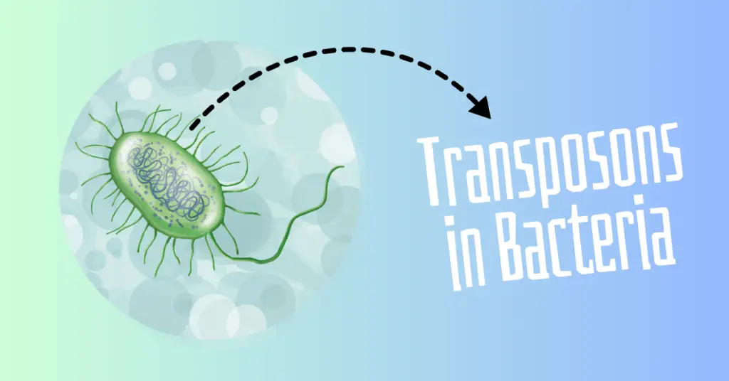 Transposon in bacteria