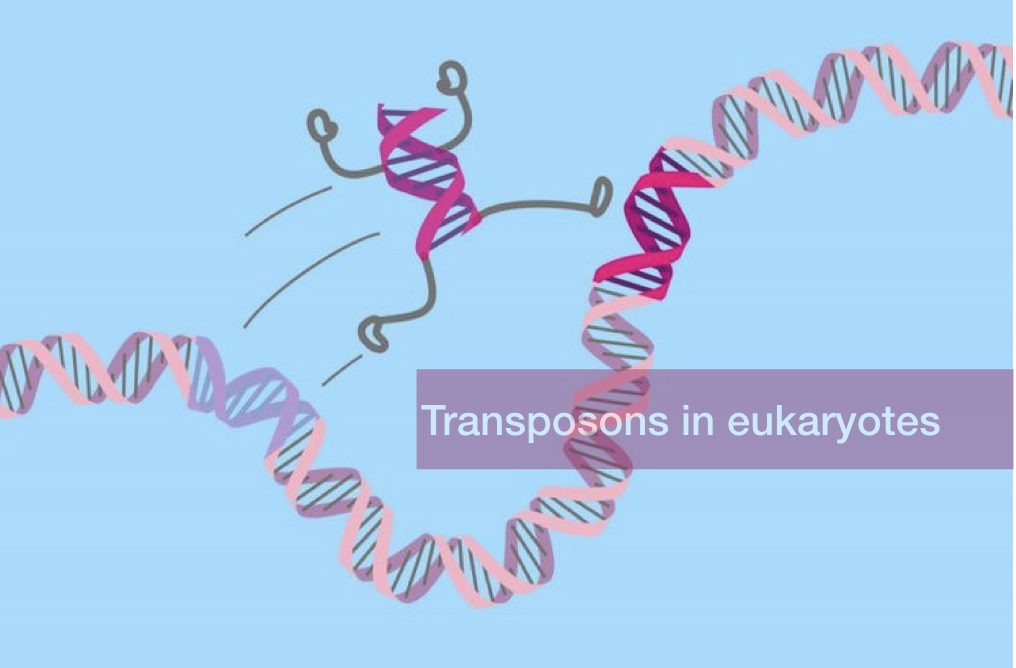 Transposons in eukaryotes