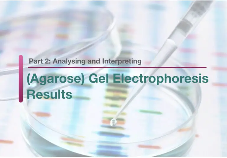 Part 2: Analysing And Interpreting (Agarose) Gel Electrophoresis Results