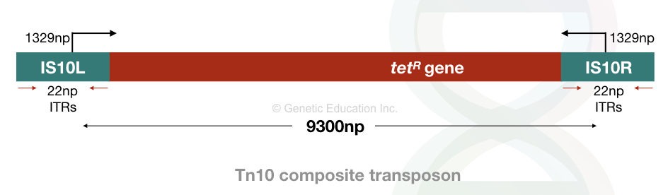 Tn10 composite transposon.