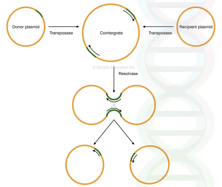 Transposase, Transposons and Antibiotic Resistance in Bacteria