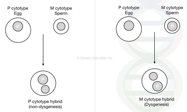 6 Types of Transposons in Eukaryotes