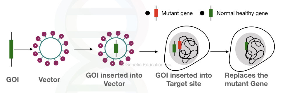 How does gene therapy work?