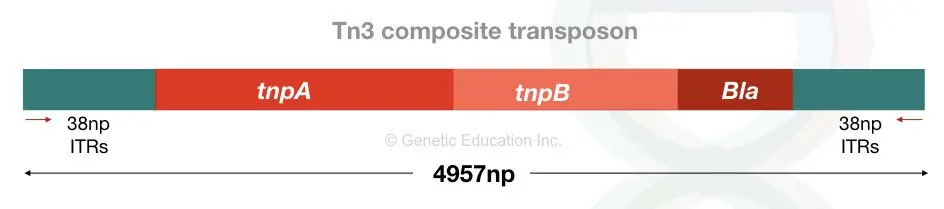 Tn3 non-composite transposon.