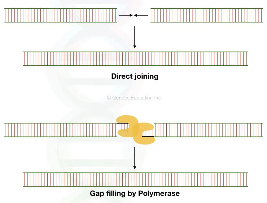 The mechanism of direct joining and joining via replication at a gap of previous position of transposon.