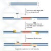 What is Transposon's Target Site Duplication (TSD)?