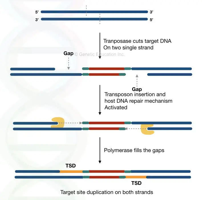 The graphical representation of the process of target site duplication in transposons.