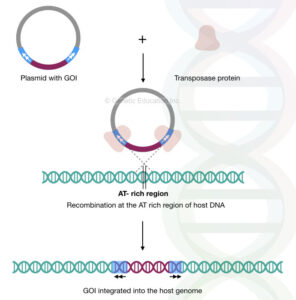 Sleeping Beauty Transposon System: The Future of Gene Therapy