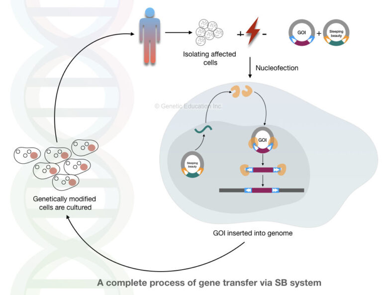 Gene Therapy: Types, Vectors [Viral And Non-Viral], Process ...