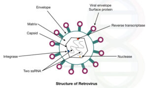 Gene Therapy: Types, Vectors [Viral and Non-Viral], Process