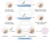 Gene Therapy: Types, Vectors [Viral and Non-Viral], Process