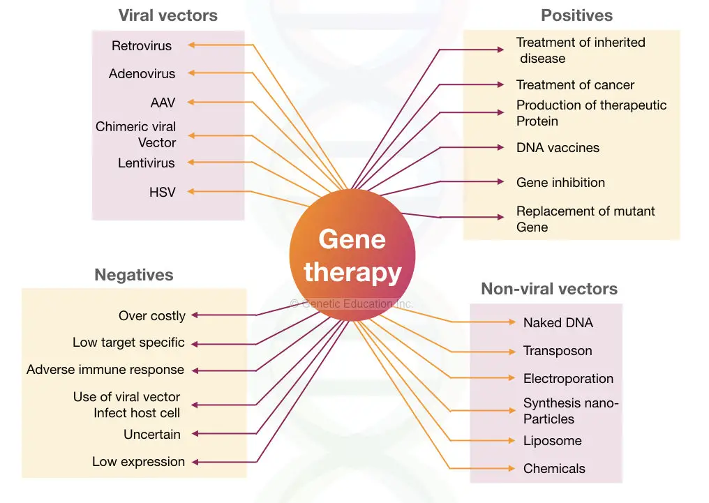 The summary of gene therapy: viral vectors, non-viral vectors, positives and negatives. 