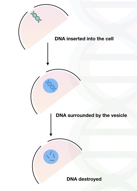 The process of DNA digestion by nucleophilic attack. 