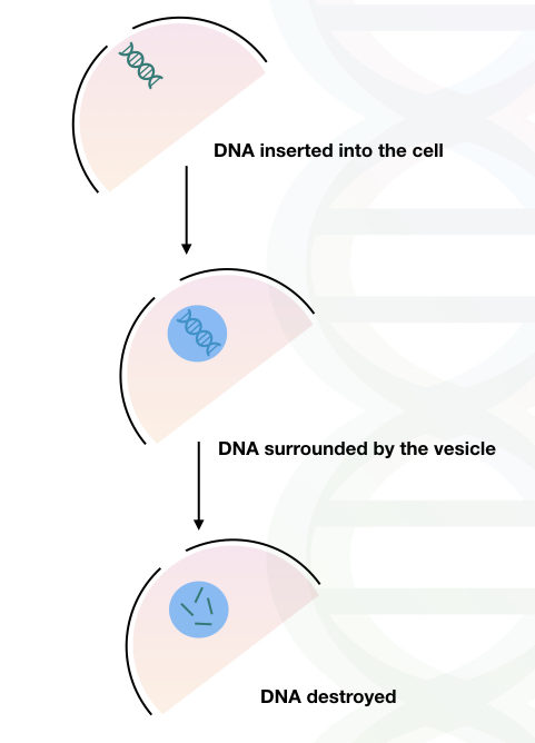 Identifying Dna And My XXX Hot Girl